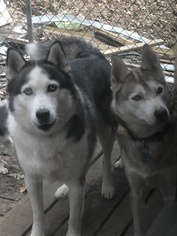 Mother of the Siberian Husky puppies born on 09/25/2018
