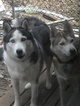 Small Photo #1 Siberian Husky Puppy For Sale in CASSVILLE, WI, USA