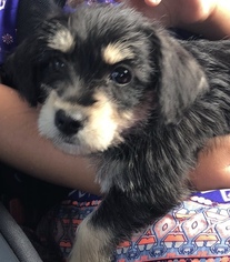 Schnauzer (Standard)-Yorkshire Terrier Mix Puppy for sale in BROWNSBORO, AL, USA