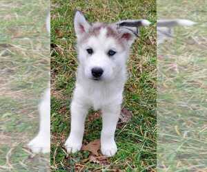 Siberian Husky Puppy for sale in WHITE MILLS, KY, USA