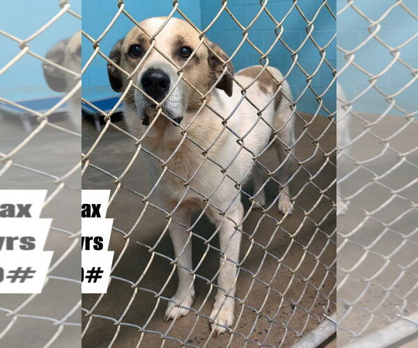 Medium Photo #4 Mutt Puppy For Sale in Anniston, AL, USA