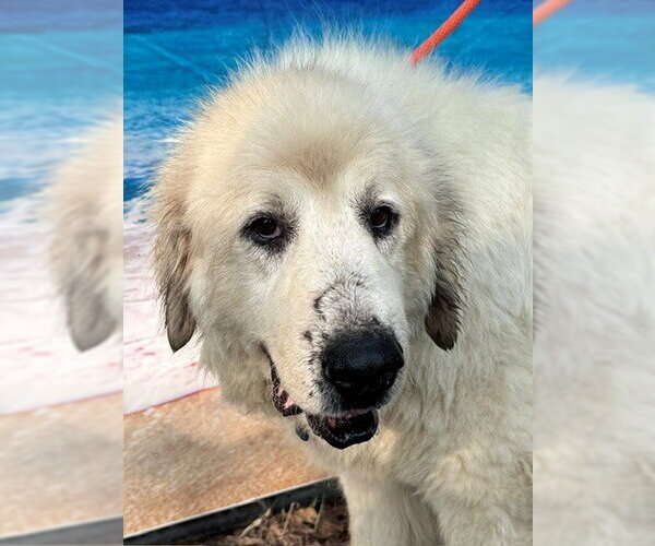 Medium Photo #2 Great Pyrenees Puppy For Sale in Spring, TX, USA