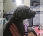 Small Photo #13 Great Dane Puppy For Sale in OGDEN, UT, USA
