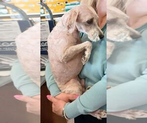 Poodle (Miniature) Dogs for adoption in Palatine/Kildeer/Buffalo grove, IL, USA