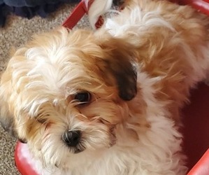Shih Tzu-Zuchon Mix Puppy for sale in PERHAM, MN, USA