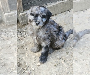 Aussie-Poo Puppy for sale in MURPHYSBORO, IL, USA