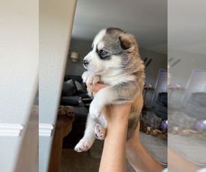 Siberian Husky Puppy for sale in YAKIMA, WA, USA