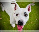 Small #2 American Pit Bull Terrier-Bluetick Coonhound Mix