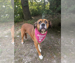 Small #1 Boxer Mix