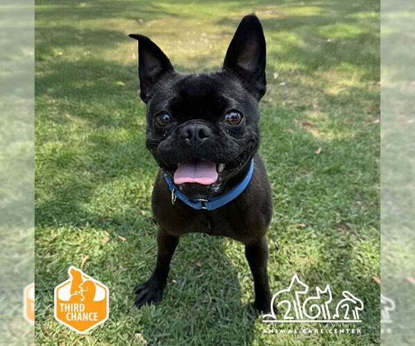 Medium Photo #1 Pug Puppy For Sale in Irvine, CA, USA