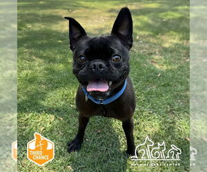 Pug Dogs for adoption in Irvine, CA, USA
