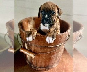 Boxer Puppy for sale in AIKEN, SC, USA