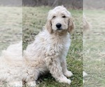 Small Photo #2 Goldendoodle Puppy For Sale in MORGANTOWN, IN, USA