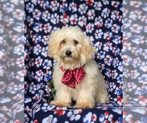 Maltipoo Puppy for sale in KIRKWOOD, PA, USA