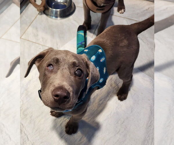 Medium Photo #1 Labmaraner Puppy For Sale in Walnutport, PA, USA