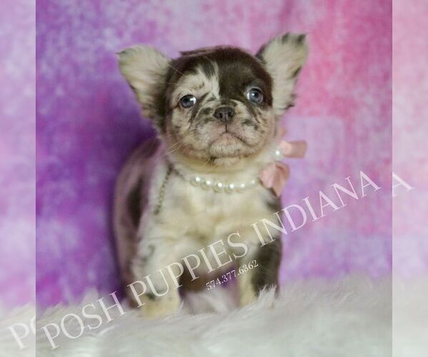 Medium Photo #28 French Bulldog Puppy For Sale in WARSAW, IN, USA