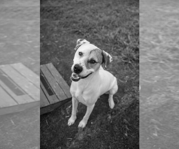 Medium Photo #1 American Foxhound-Boxer Mix Puppy For Sale in Calhoun, GA, USA