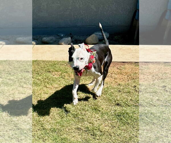 Medium Photo #12 American Pit Bull Terrier-Unknown Mix Puppy For Sale in Redlands, CA, USA