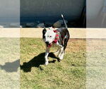 Small #11 American Pit Bull Terrier Mix