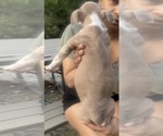 Small #5 American Bully
