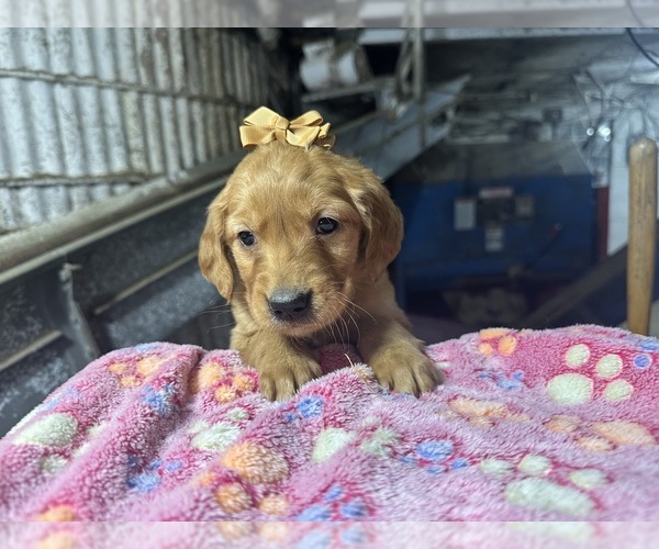 Medium Photo #3 Golden Retriever Puppy For Sale in WITHEE, WI, USA