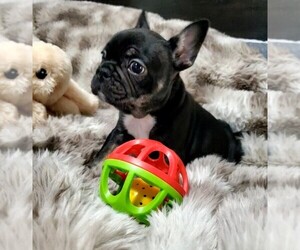 French Bulldog Puppy for sale in BOSTON, KY, USA