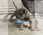 Puppy Linguine Chinese Shar-Pei
