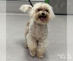 Small #5 Maltese Mix