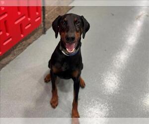 Doberman Pinscher Dogs for adoption in Moreno Valley, CA, USA