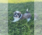 Small #2 Shih Tzu