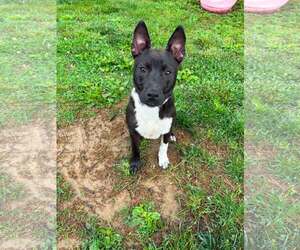 American Staffordshire Terrier-Unknown Mix Dogs for adoption in New Oxford , PA, USA