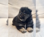 Small #2 Pomeranian
