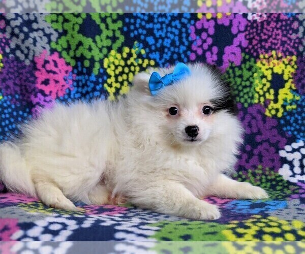 Medium Photo #4 Pomeranian Puppy For Sale in KIRKWOOD, PA, USA