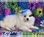 Small Photo #4 Pomeranian Puppy For Sale in KIRKWOOD, PA, USA