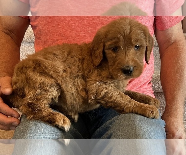 Medium Photo #1 Goldendoodle Puppy For Sale in COLORADO SPRINGS, CO, USA