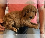 Image preview for Ad Listing. Nickname: Goldendoodles