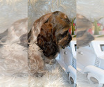 Small #5 Cocker Spaniel