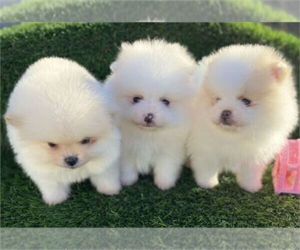 Medium Photo #11 Pomeranian Puppy For Sale in TAMPA, FL, USA