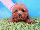 Small Photo #2 Poodle (Toy) Puppy For Sale in LA MIRADA, CA, USA