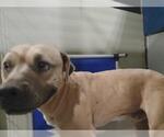 Small American Pit Bull Terrier