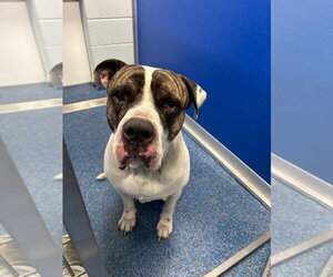Mutt Dogs for adoption in Tarboro, NC, USA