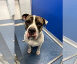26-455 Bruce - Male Mutt Dog for Adoption - Small photo