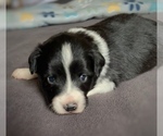 Small #1 Border Collie-Papillon Mix