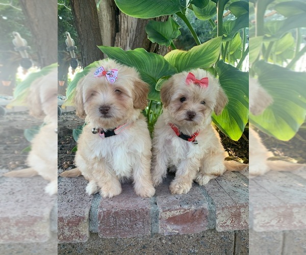 Medium Photo #1 Maltipoo Puppy For Sale in RANCHO CALIFORNIA, CA, USA