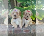 Small Photo #1 Maltipoo Puppy For Sale in RANCHO CALIFORNIA, CA, USA