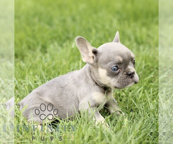 Medium Photo #5 French Bulldog Puppy For Sale in GORDONVILLE, PA, USA