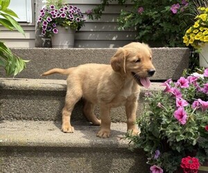 Golden Retriever Puppy for sale in THORP, WI, USA