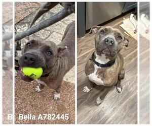 American Staffordshire Terrier-Unknown Mix Dogs for adoption in San Antonio, TX, USA