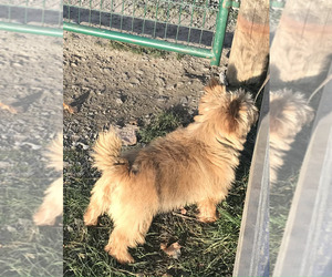Norwich Terrier Puppy for sale in COBLESKILL, NY, USA