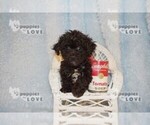 Small Photo #5 Poochon-Poodle (Toy) Mix Puppy For Sale in SANGER, TX, USA